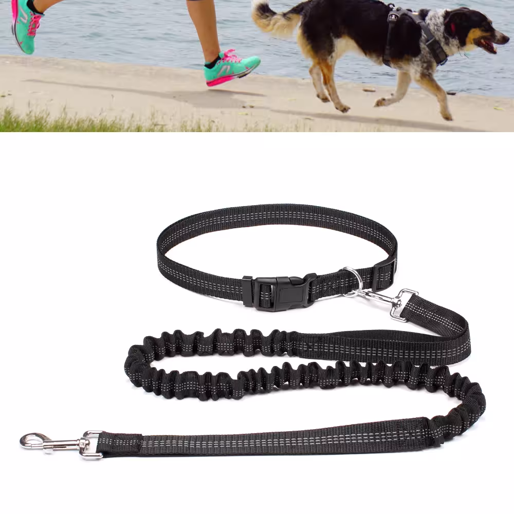 laisse mains libres pour chien