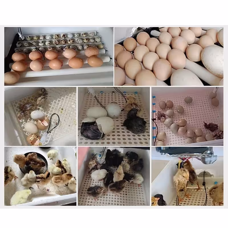 incubadora automática de huevos de gallina