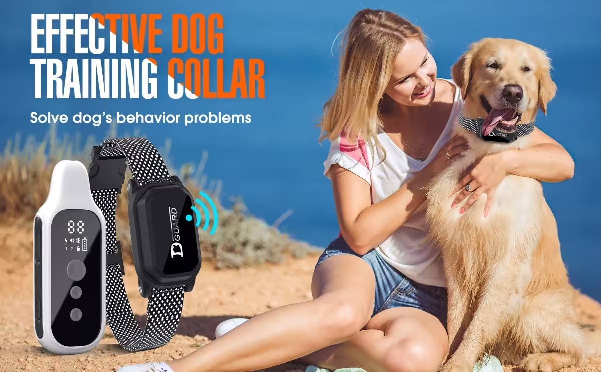 collier de dressage pour chiens