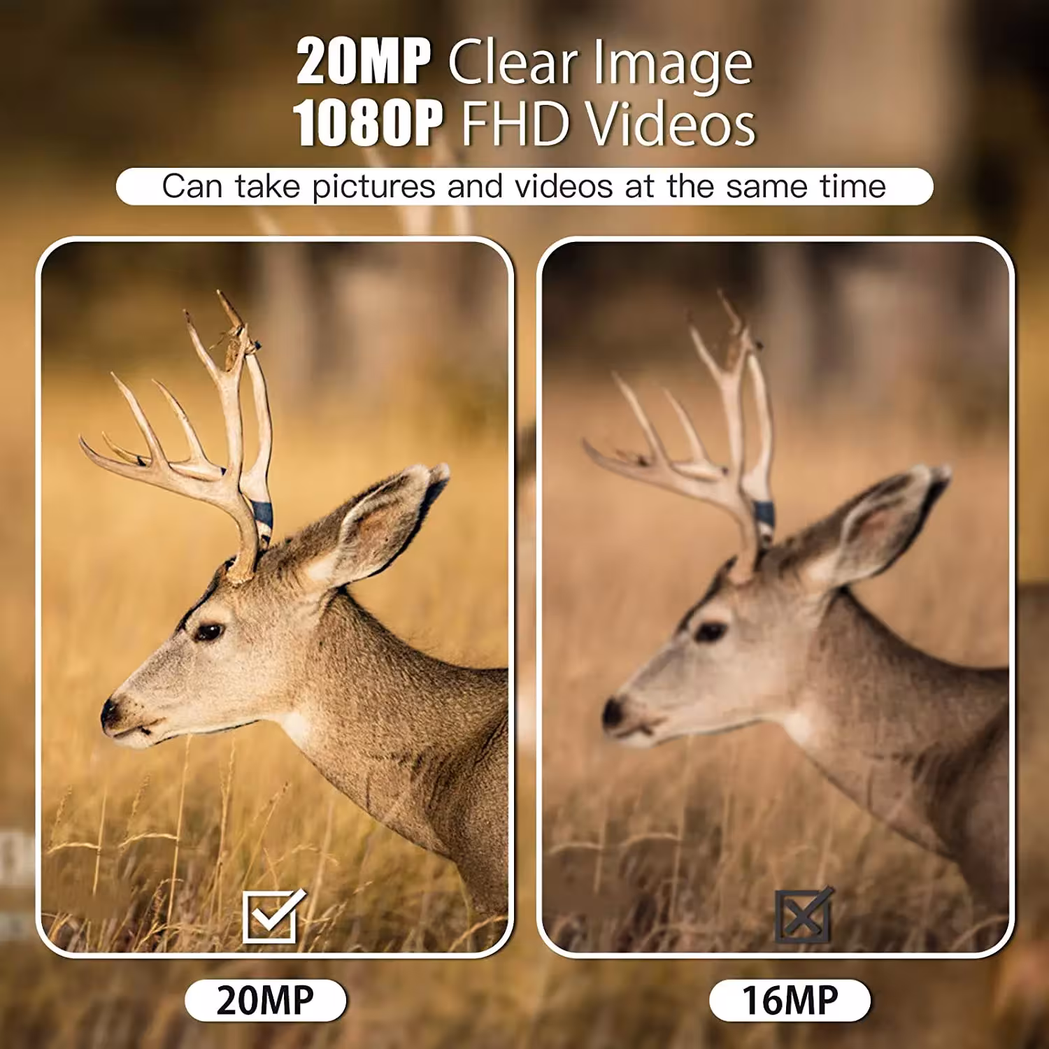 wildlife trail camera night vision