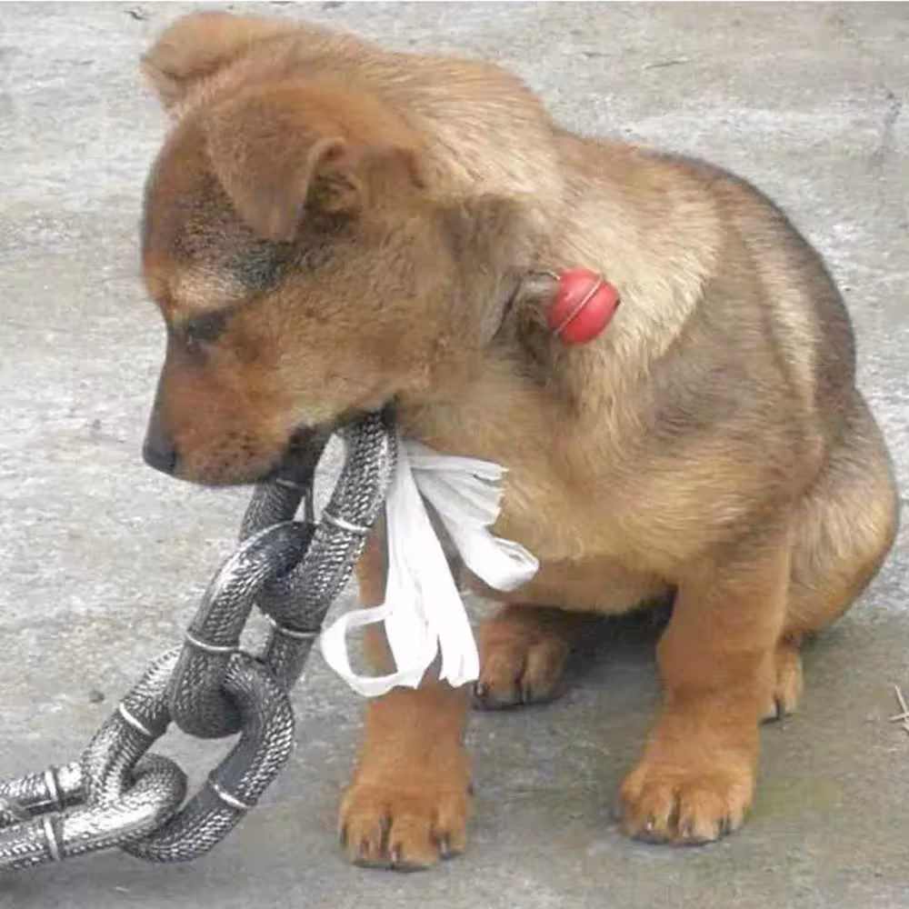 dog traction chain