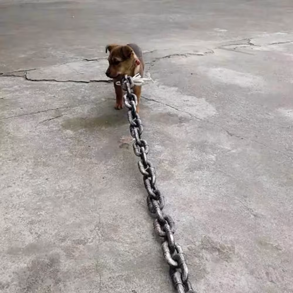 dog traction chain
