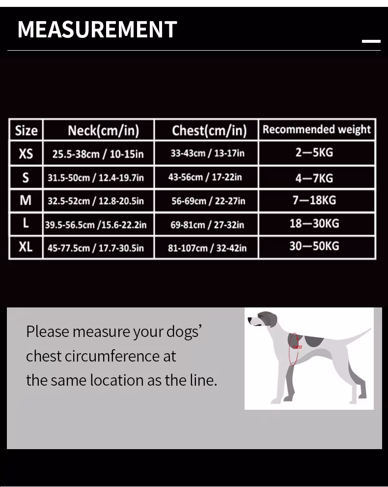 colonne vertébrale du chien sans tirer