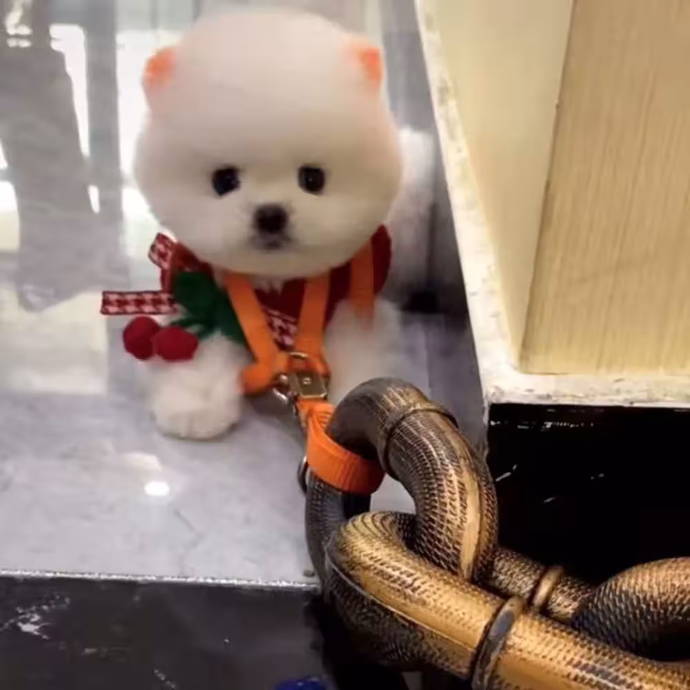 dog traction chain