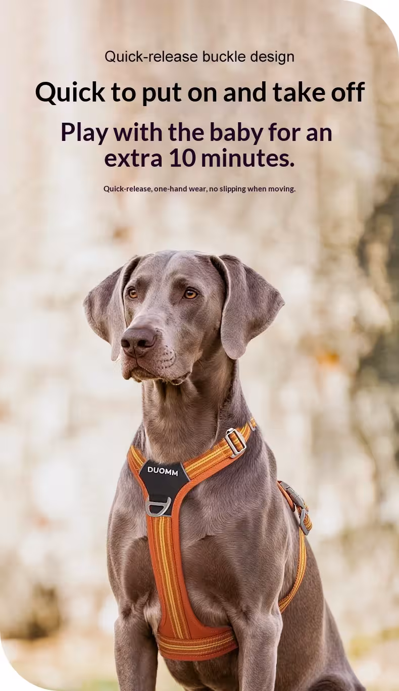 seconda cinghia del cane