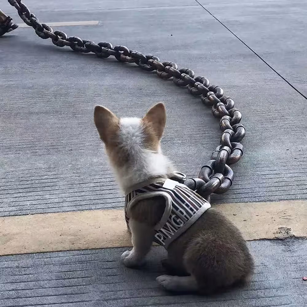 dog traction chain