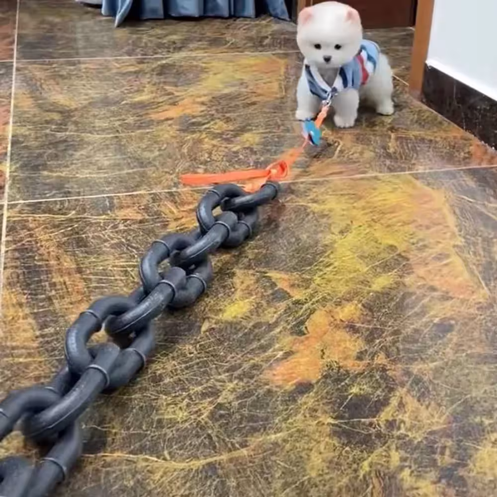 dog traction chain