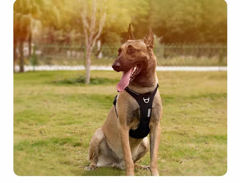 colonne vertébrale du chien sans tirer