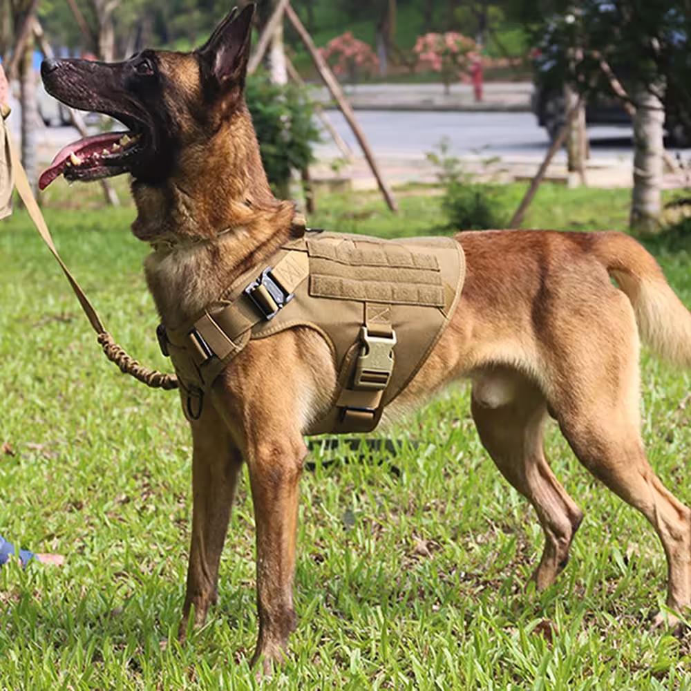 tactical dog gear