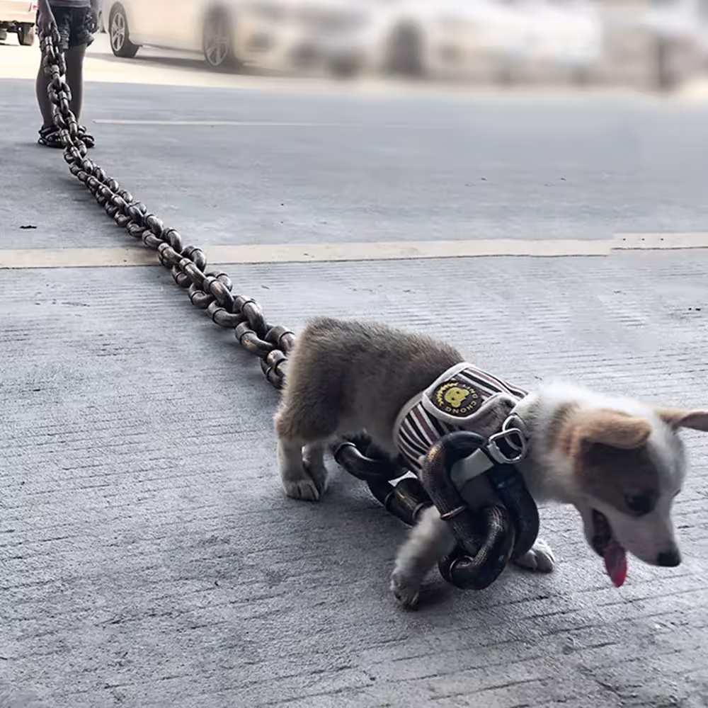 dog traction chain
