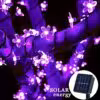 morado
